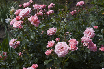 Flowers of a pink rose against a background of dark green leaves in the garden.