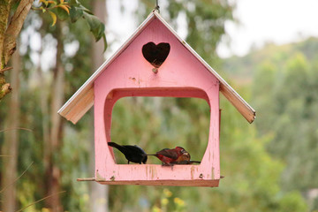 Bird