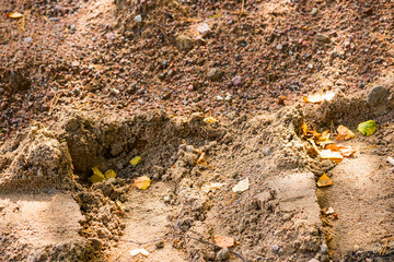 Traces of transport in construction sand with autumn leaves