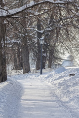 Snow-covered avenue in the winter park