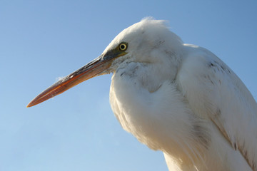  lose distance of a great snowy egret, sea bird, Egypt, on a sunny