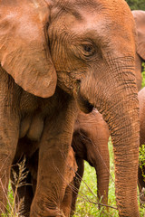 Fototapeta na wymiar Baby and Mommy Elephant