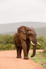 Fototapeta na wymiar Big Elephant on the Road