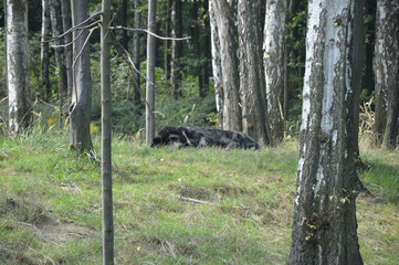 Niedźwiedź tybetański, błękitny - Ostrawskie spojrzenia © jaceka