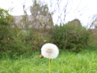 dandelion plants close up
