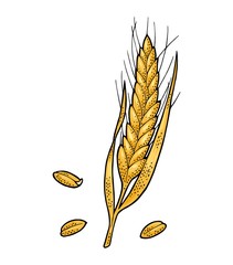 Ear of wheat. Vector vintage color and monochrome illustration.