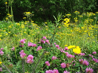 Flowers in the field on a sunny summer day