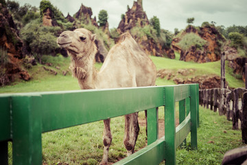 Arabian camel