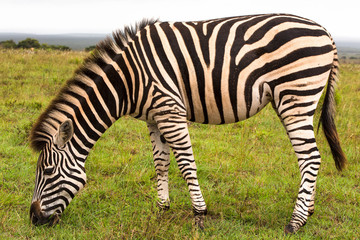 Fototapeta na wymiar Zebra's Body