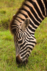 Fototapeta na wymiar Zebra's Head