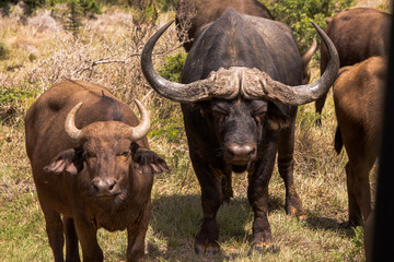 Old Angry Looking Buffalo