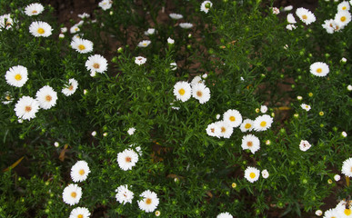 White flowers on a green bush. Top view of white flowers.