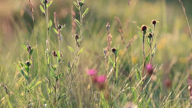 Background of flowers and grass in summer. Pyrenean meadow
