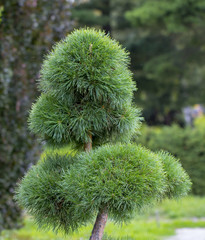 Cultivar dwarf mountain pine Pinus mugo var. pumilio in the rocky garden