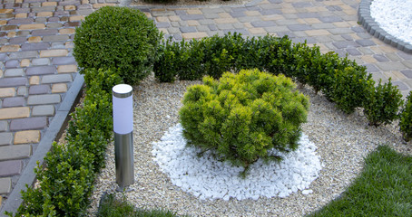 Cultivar dwarf mountain pine Pinus mugo var. pumilio in the rocky garden