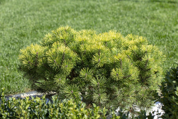 Cultivar dwarf mountain pine Pinus mugo var. pumilio in the rocky garden