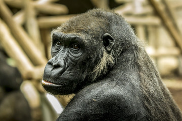 Gorilla ape thinking about the future