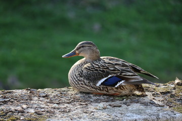 Canard