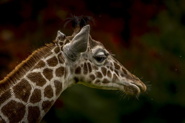 Giraffe closeup head.