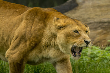 Portrait of a lion looking a bit aggressive.