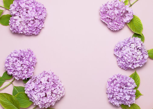 Fototapeta Lilac pink hydrangea flower on pastel pink background flat lay. Mothers Day, Birthday, Valentines Day, Womens Day, celebration concept. Top view Floral background.