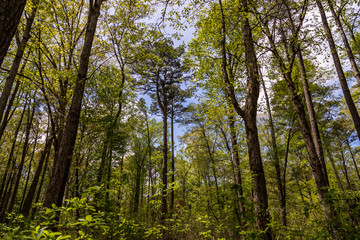 Trees in swamp in Virginia USA