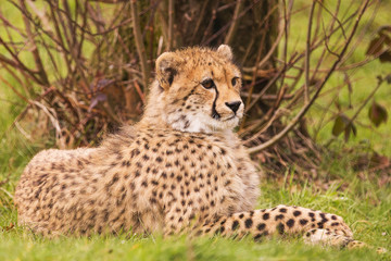 Safaripark