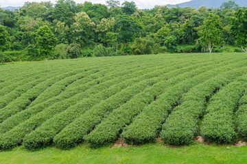 Green tea leaves in a tea plantation 