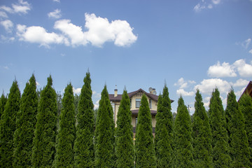 Green Hedge of Thuja Trees, nature, background Against the background of the blue sky
