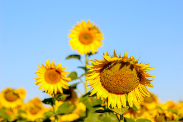 Blooming common sunflowers (Helianthus) in a sunflower field in a summer day
