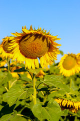 Closeup of a blooming common sunflower (Helianthus) in a sunflower field