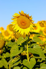 Closeup of a blooming common sunflower (Helianthus) in a sunflower field