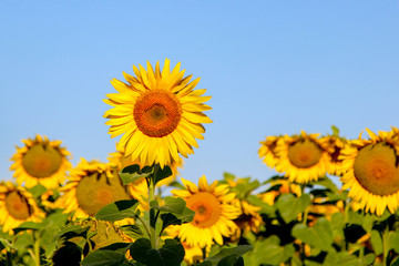 Blooming common sunflowers (Helianthus) in a sunflower field in a summer day