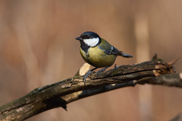 Great tit flew to the branch and looked directly into the camera lens.