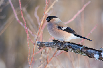 Eurasian bullfinch sits on a branch in the forest in a natural habitat: a portrait with a beautiful morning light.