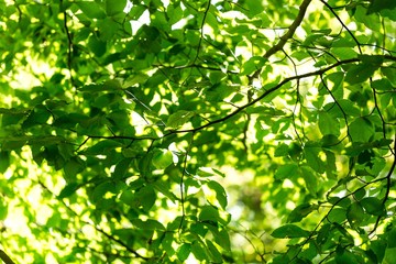 Fototapeta na wymiar Green Leaves in a Forest