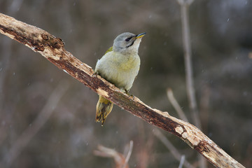 Grey-headed woodpecker flew to the branch and looked directly into the camera lens.