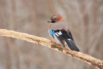 Eurasian jay sits on a branch under the falling snow of a beginning blizzard.