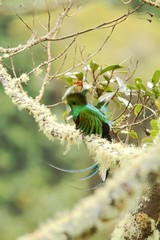 Resplendent Quetzal, Pharomachrus mocinno, Mexico, sitting on branch wwith moss, green forest in background. Magnificent sacred green and red bird. Beautiful and magnificent bird in natural enviroment