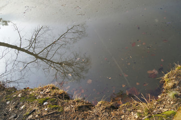 drzewo odbijające się w cienkiej warstwie wody na lodzie podczas odwilży © Jarek Witkowski