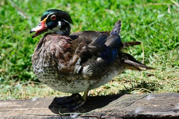 Male wood duck (aix sponsa)