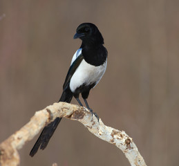 Eurasian magpie flew to the branch and looked directly into the camera lens.