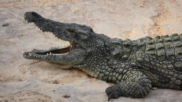 big crocodile with open mouth resting