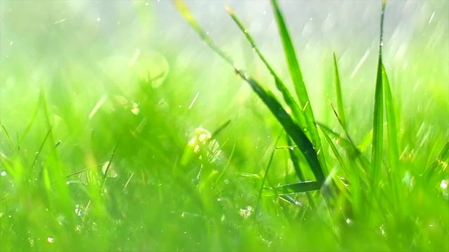 Grass with rain drops. Watering lawn. Blurred grass background with water drops closeup. Nature. Environment concept. Slow motion 4K UHD video 3840X2160