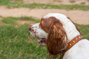 Portrait of a white and brown English Cocker Spaniel