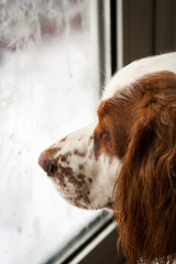 A white and brown English Cocker Spaniel looking out of a window