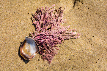 Beached Sea grass on a shell