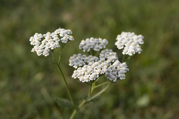 yarrow flower on a grass field
