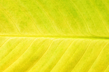 Yellow leaf background