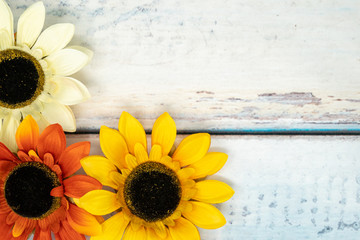 Colorful bright sunflowers on a blue wooden background. Plenty of copy space for your autumn or fall message and text